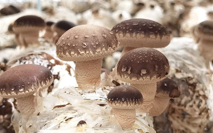 Fresh Shiitake
