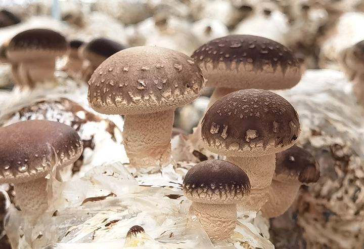 Fresh Shiitake
