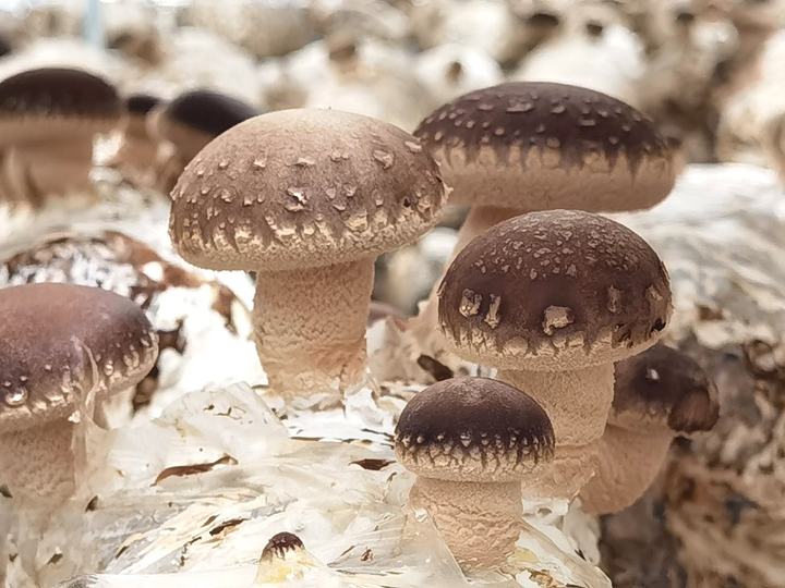 鲜香菇